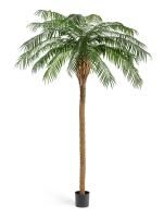 Финиковая пальма де Люкс 